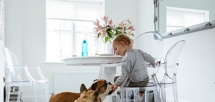 Children playing with pets near roller shades by the window