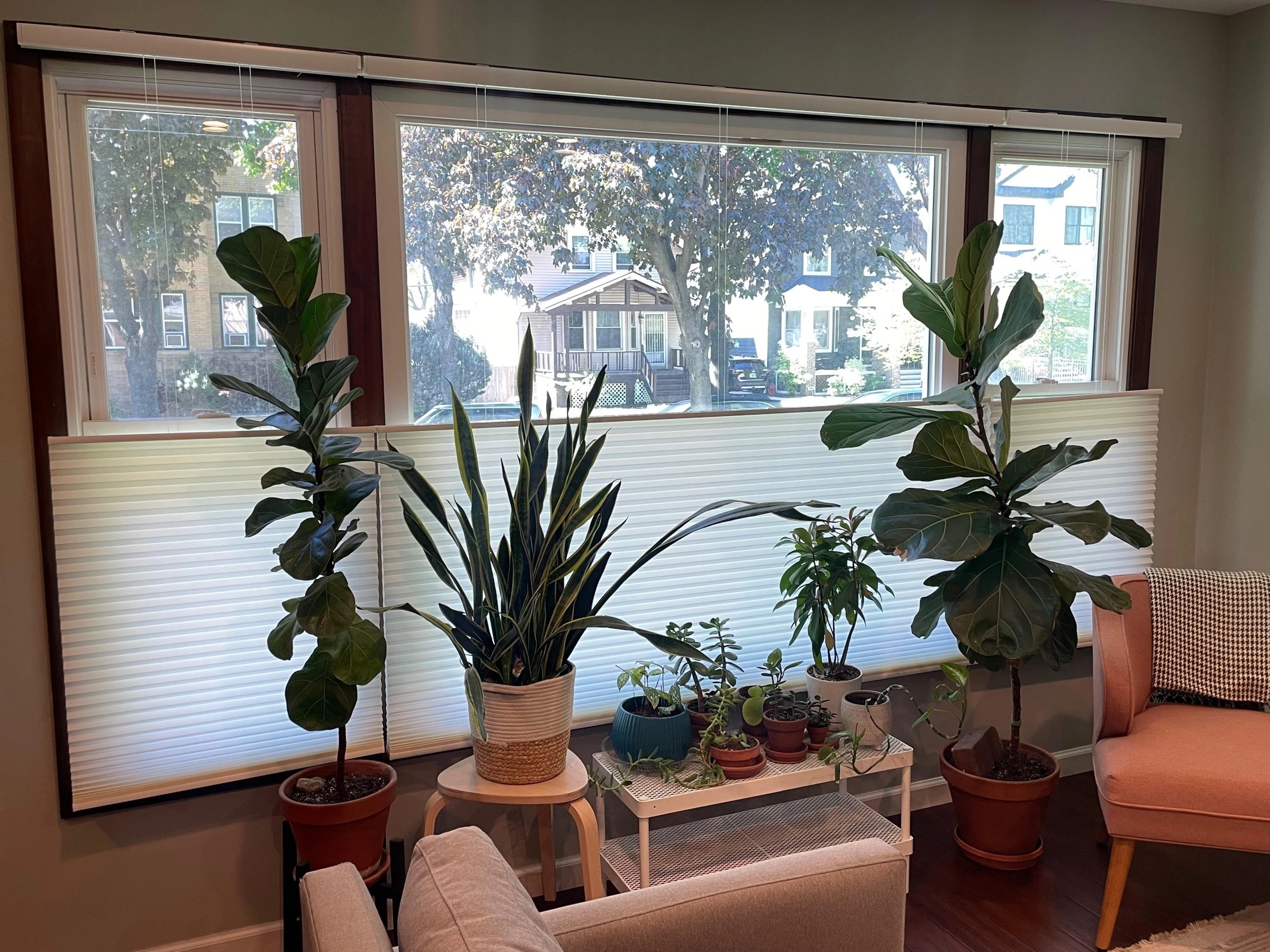 Light filtering Levitate cellular shades in a plant-filled living room