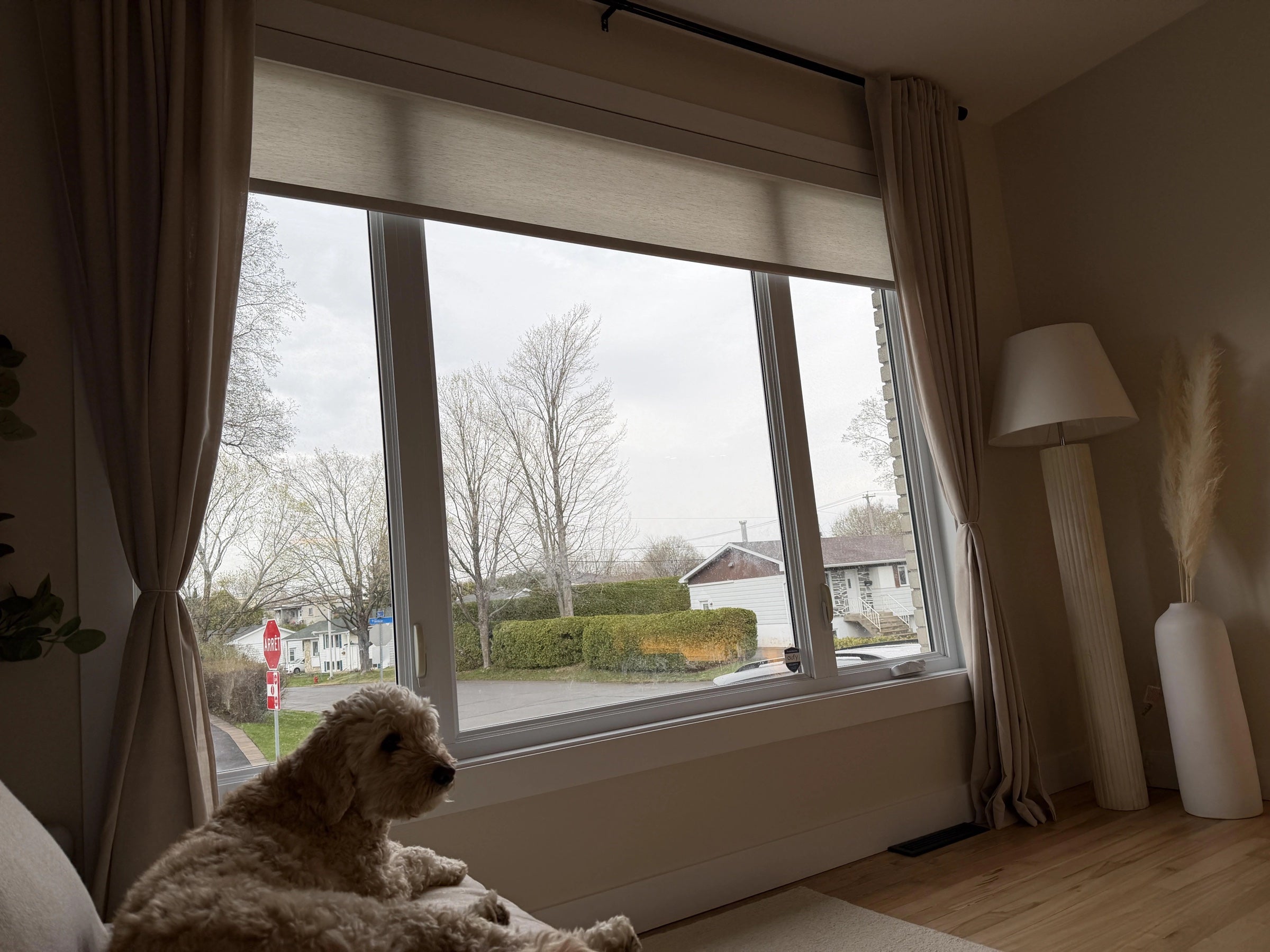 Roller shade and drapery in a living room with a dog